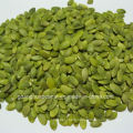 Best Quality Shine Skin Pumpkin Seed Kernels From China